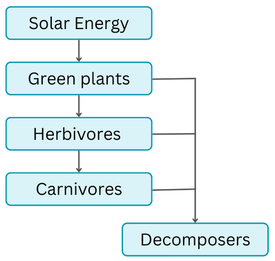 Food chain