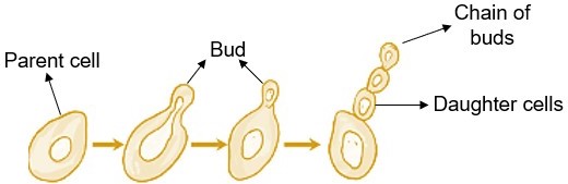 Budding