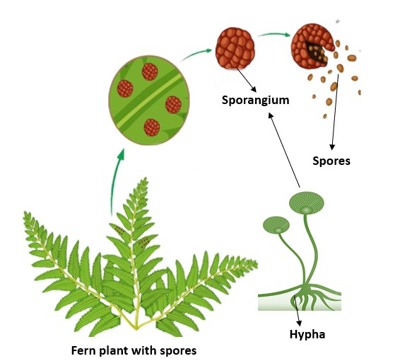 Fern