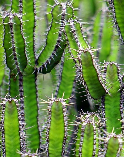 cacti