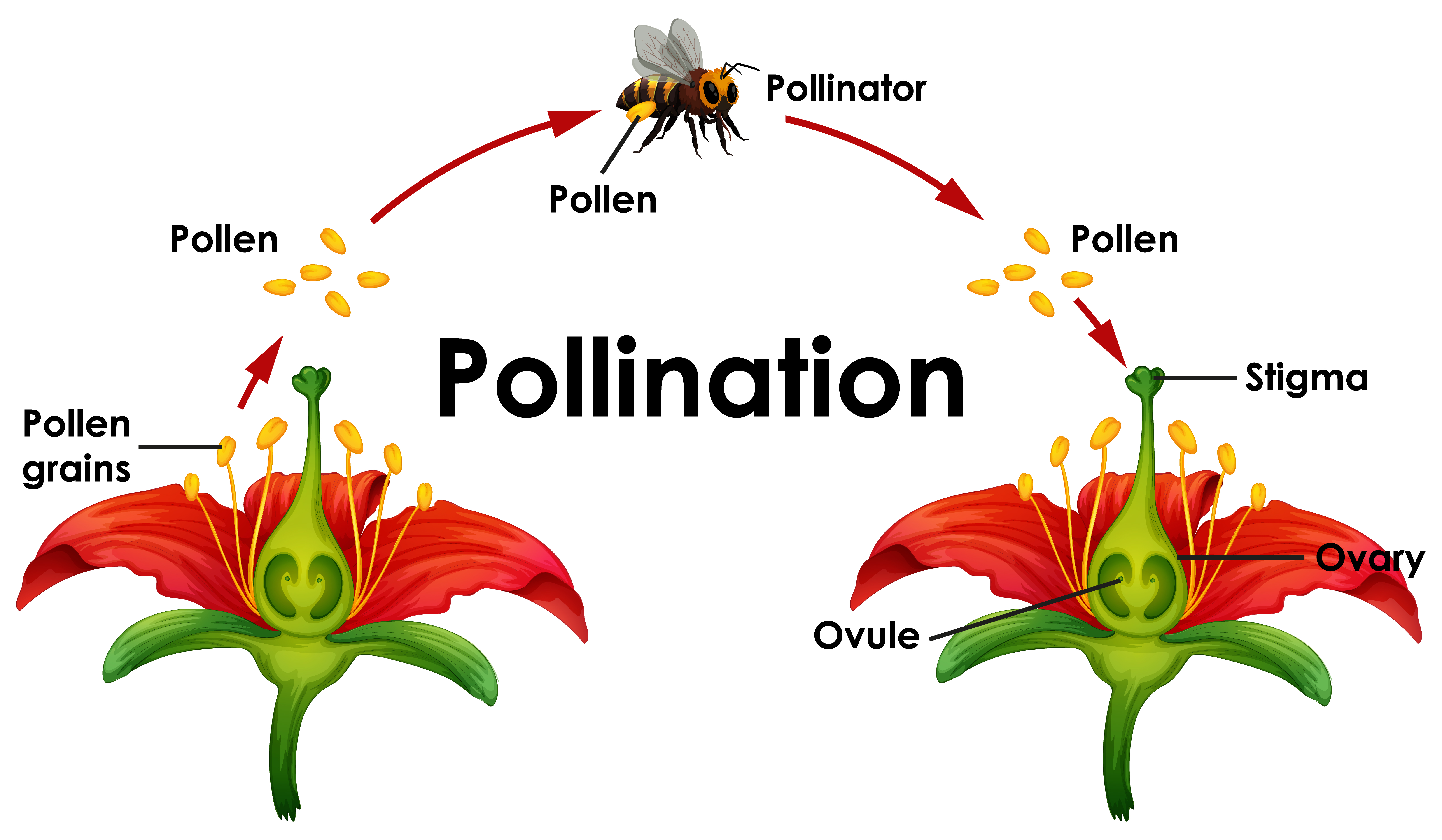 Pollination