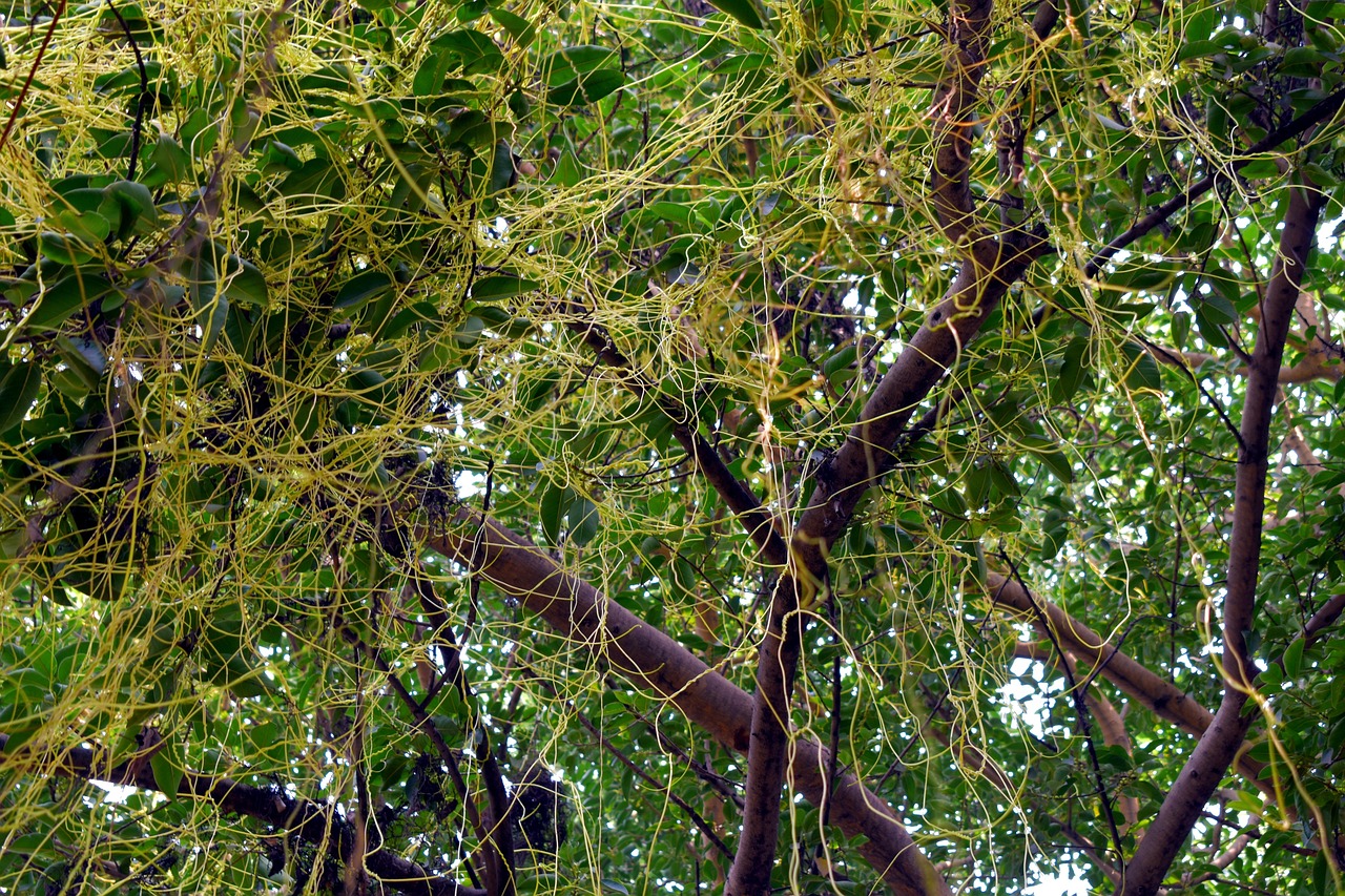 Cuscuta