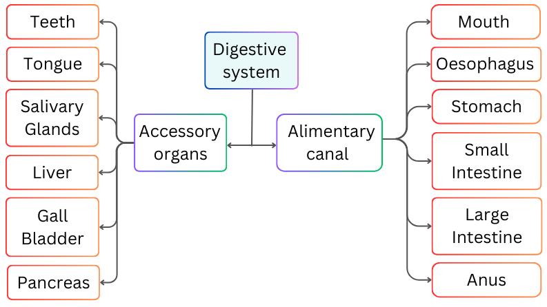 digestive system